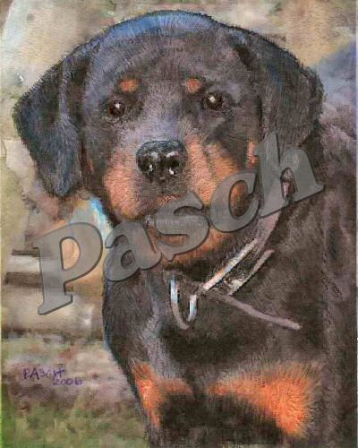 Pet Portraits - Mixed Media