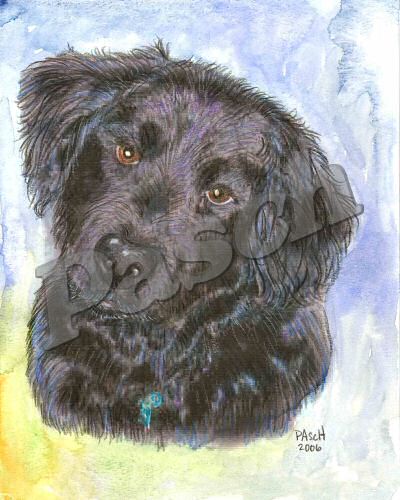 Pet Portraits - Mixed Media