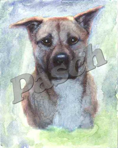 Pet Portraits - Mixed Media