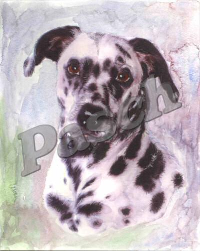 Pet Portraits - Mixed Media