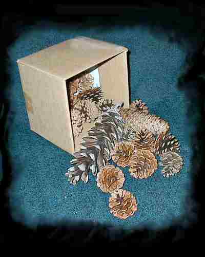Box of Pine Tree Cones